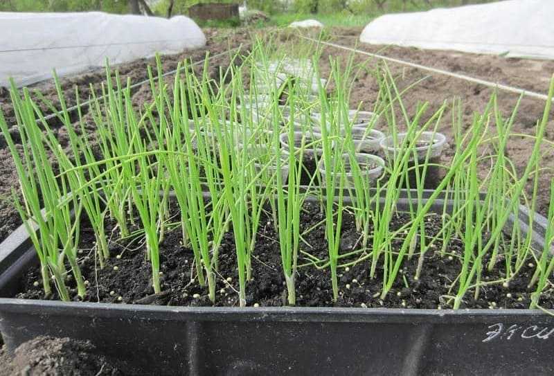 Выращивание лука эксибишен через рассаду в сибири: сроки посева, и когда сажать, как вырастить из семян и правильно ухаживать?