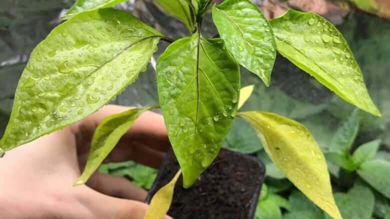 Желтеют листья у перца: причины, что делать, лечение, чем подкормить, лучшие средства