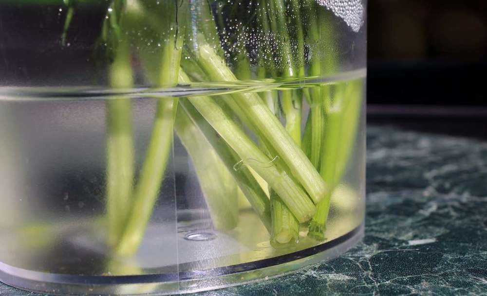 Как сохранить свежую зелень в холодильнике — 7+ легких способов