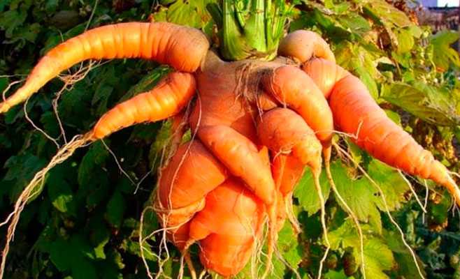 Почему морковь корявая и рогатая: 4 причины
