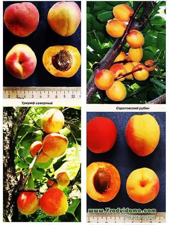 Зимостойкие сорта персиков