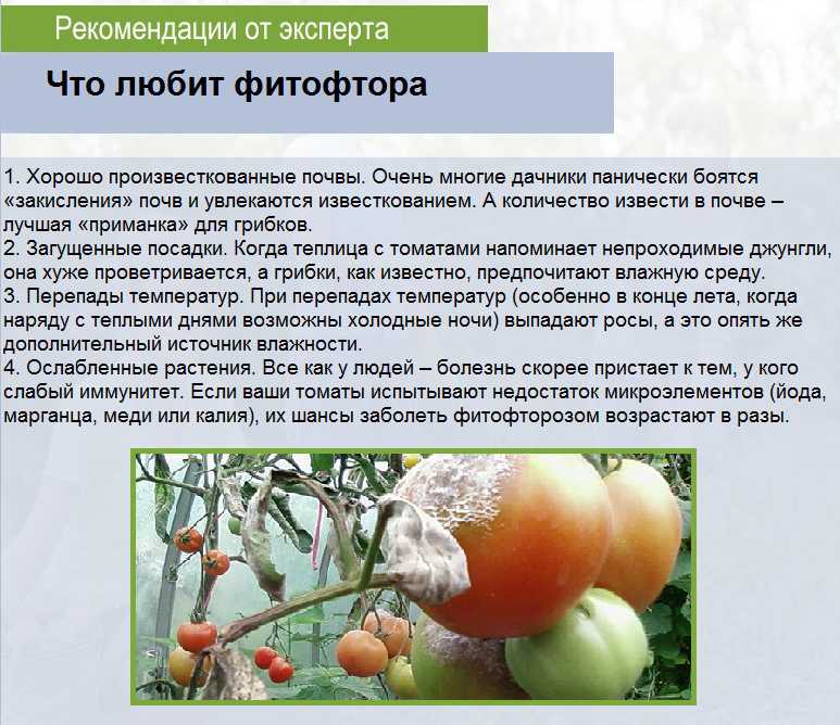 Белые пятна на томатах в теплице: причины появления и что при этом делать, как избавиться, профилактические меры, фото