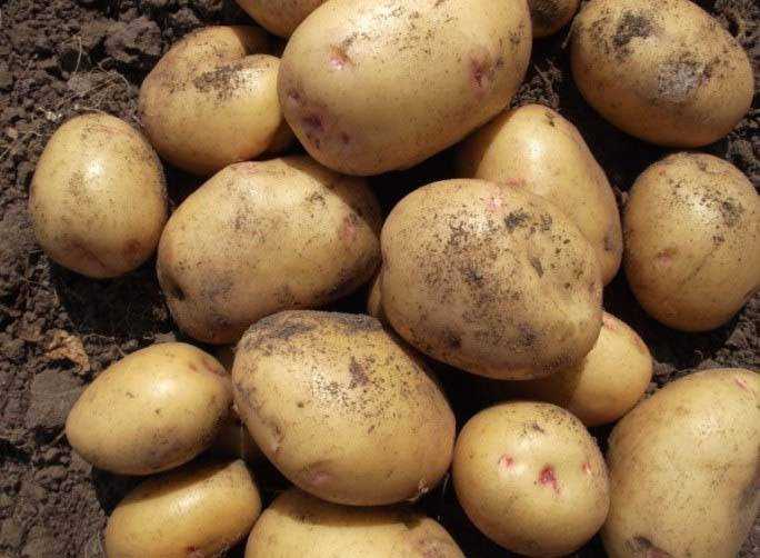 Высокоурожайный любимец дачников — картофель лина: описание сорта и отзывы