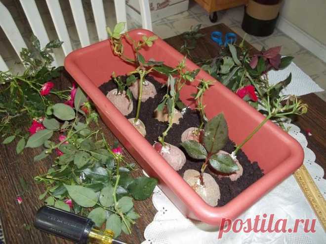 Простые способы, как сохранить черенки роз до весны и правильно их высадить