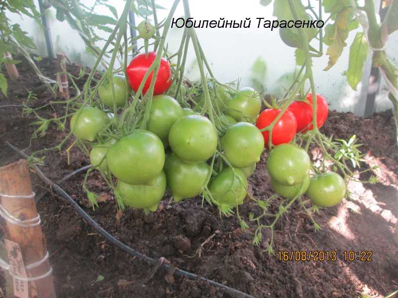 Томат деревенский f1: отзывы, фото урожая, описание сорта, особенности посадки и выращивания гибрида