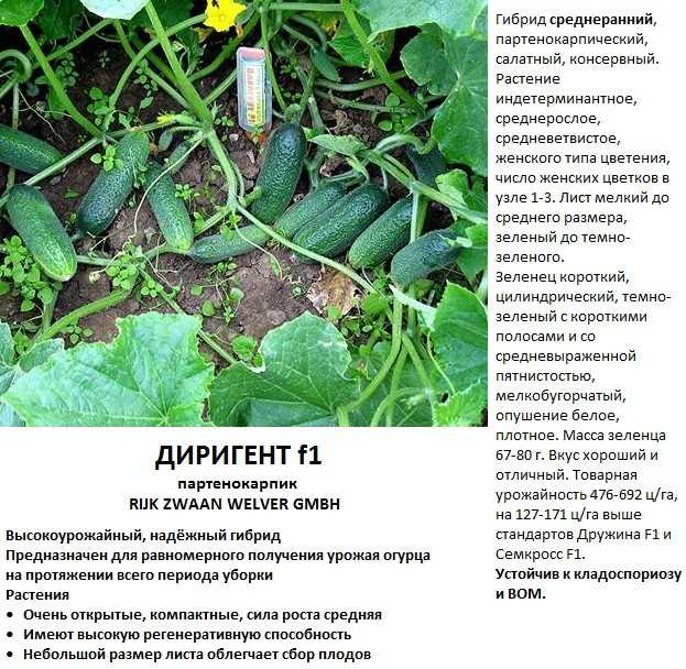 Огурцы чайковский f1: описание сорта, фото, отзывы садоводов