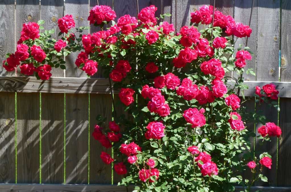 Плетистые розы фото и названия сортов непрерывного цветения: каталог зимостойких сортов роз цветущих весь сезон для подмосковья, отзывы