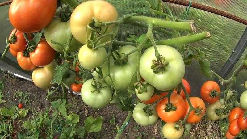Как хранить зеленые помидоры дома, чтобы они покраснели и дольше жили?