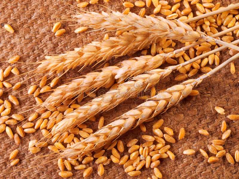 Список твёрдых и мягких сортов пшеницы: отличия, виды, характеристики