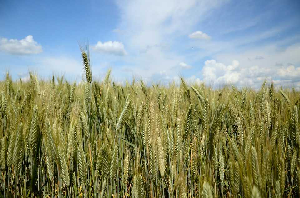 Источник дополнительной прибыли – новости – зерновые и зернобобовые – продуктыkws в россии