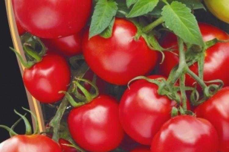 .томат марьина роща f1 . уральский дачник (марс)