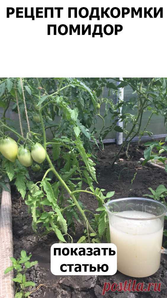 Удобрение для томатов в теплице