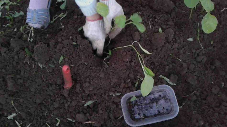 Посадка баклажанов в открытый грунт: как сажать рассаду и семена? куда правильно высаживать их на огороде? уход после посадки и правила