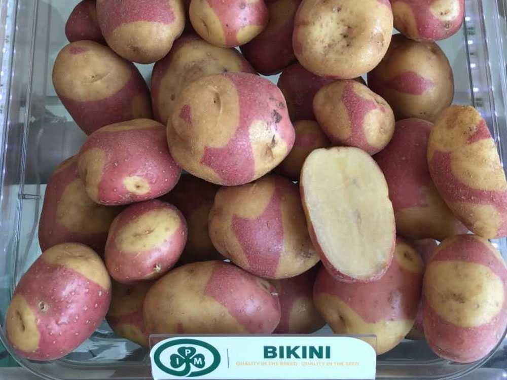 Сорт картофеля аризона: описание, характеристика и фото картошки, а также выращивание и уход