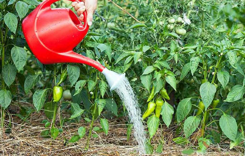 Как поливать арбузы и дыни: от чего зависит частота полива, как правильно поливать бахчевые на разных стадиях роста