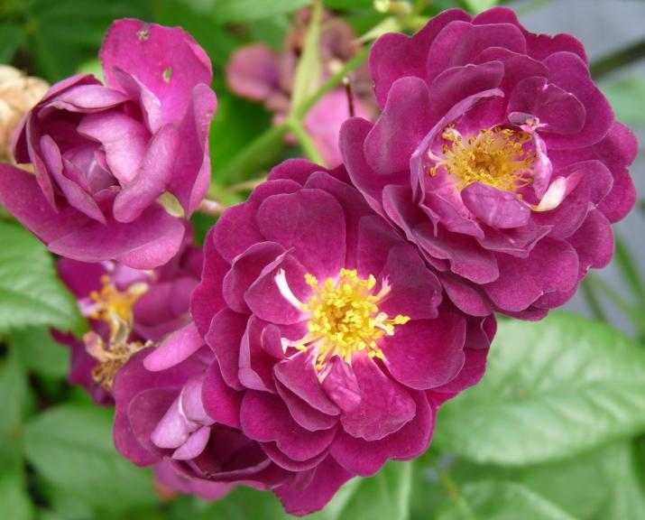 Фиолетовые и сиреневые розы: сорта с описанием и выращивание