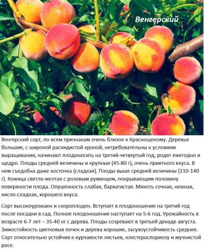 Сорта персиков для подмосковья, крыма, средней полосы россии: самоплодные, морозоустойчивые, названия с фото и описанием, отзывы – сад и огород своими руками