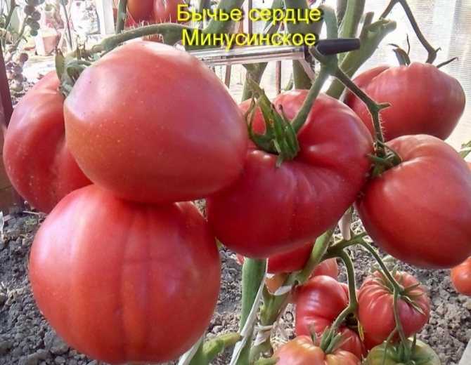 Томат женарос f1: характеристика и описание сорта, фото куста, отзывы об урожайности помидоров