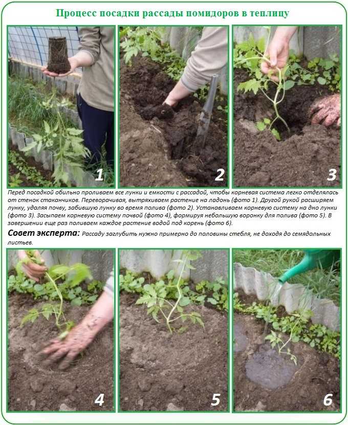 Посадка рассады баклажанов: сроки и способы посева семян, выращивание в домашних условиях - почва.нет