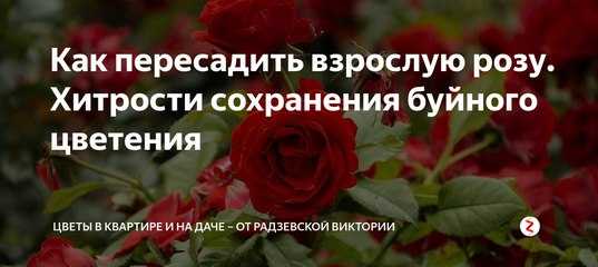 Когда пересаживать розы на другое место? основные правила и советы - sadovnikam.ru