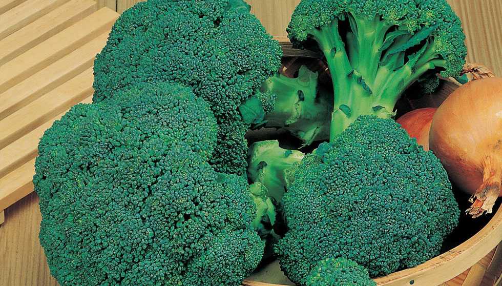 Нежные и витаминные листья капусты брокколи — лорд f1: отзывы и описание сорта