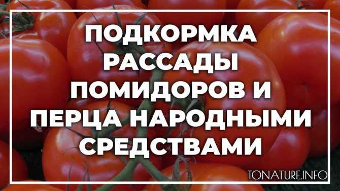 Подкормка рассады томатов и перца йодом | огородовед
