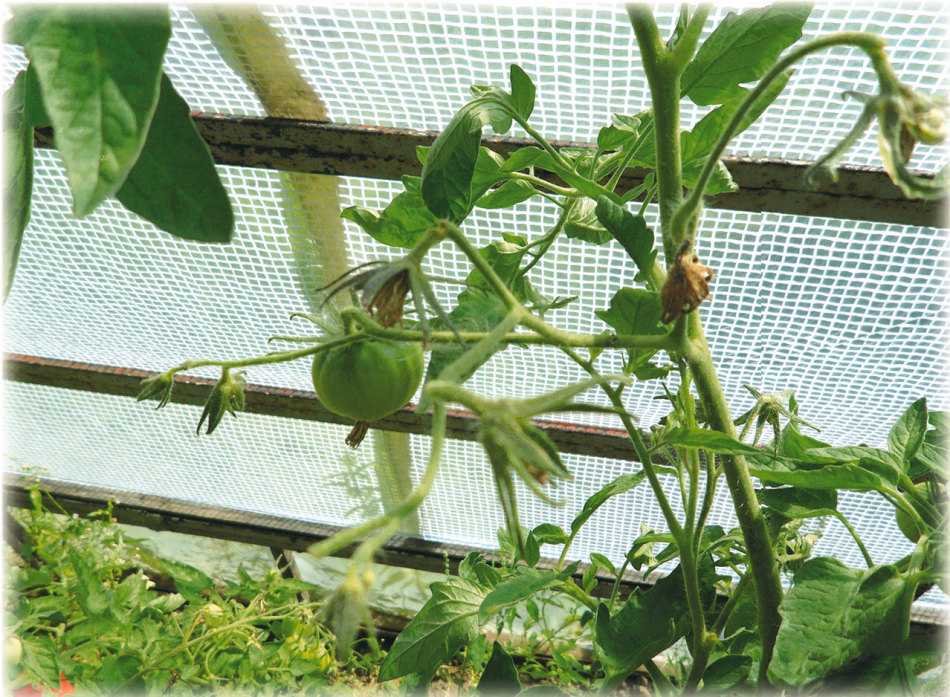 Почему на тепличных томатах нет завязей: топ-5 способов решить проблему