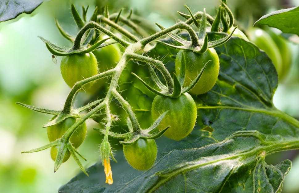 Рассада помидор плохо растет и развивается, что делать: 10 советов