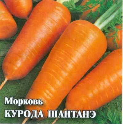 Особенности моркови сорта шантане