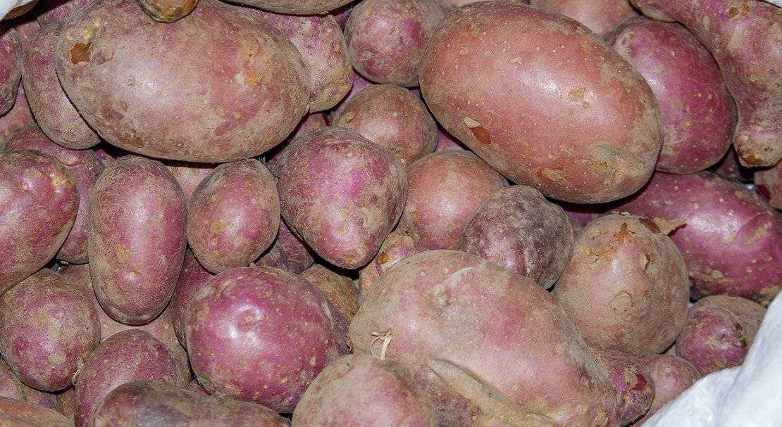 Описание высокоурожайного сорта картофеля манифест
