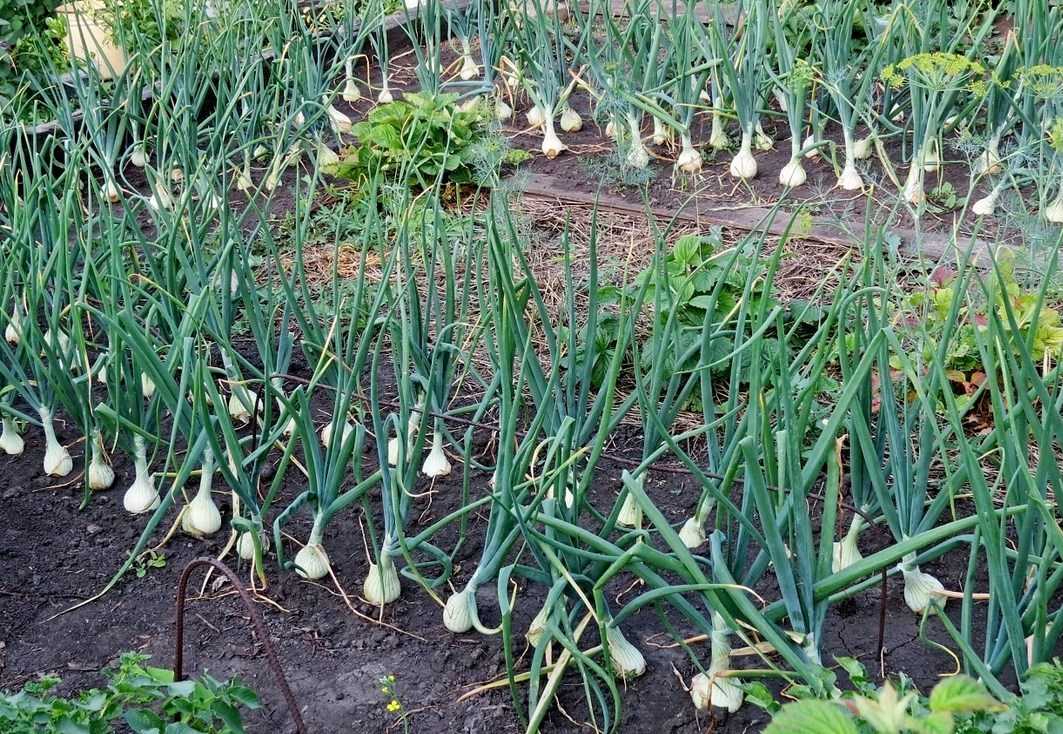 Секреты хорошего урожая: все о выращивании чеснока