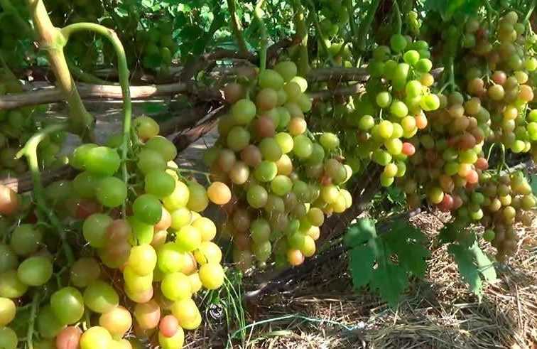 Сорт винограда ливия: характеристика, особенности посадки и ухода