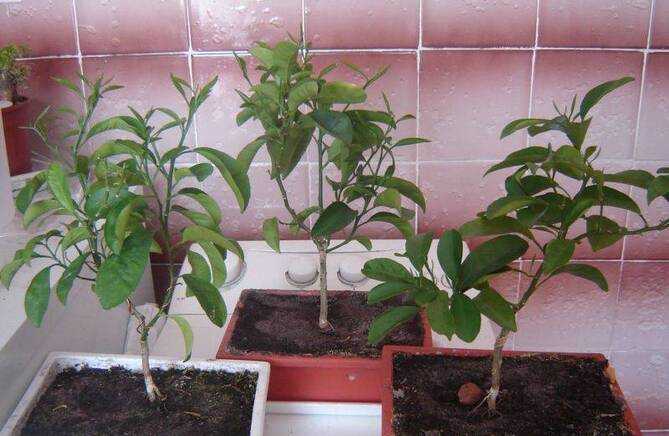 Как вырастить из косточки растение в домашних условиях? топ растений с практическими примерами!