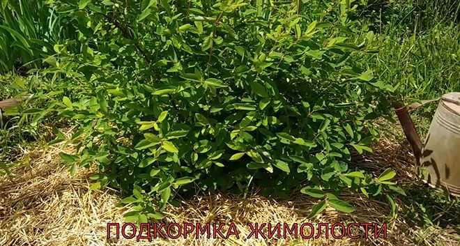 Чем подкормить жимолость весной? подкормка для хорошего большого урожая. чем удобрять до цветения съедобную жимолость? весенняя подкормка минеральными удобрениями и другими