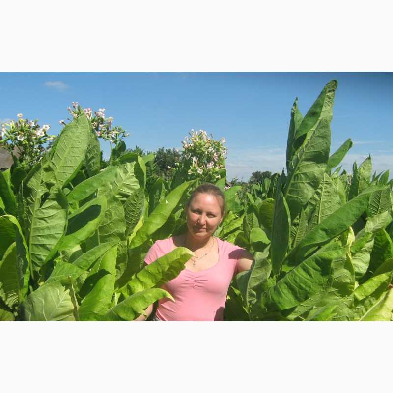 Табак гавана: выращивание и уход в домашних условиях, сбор и дальнейшая обработка
