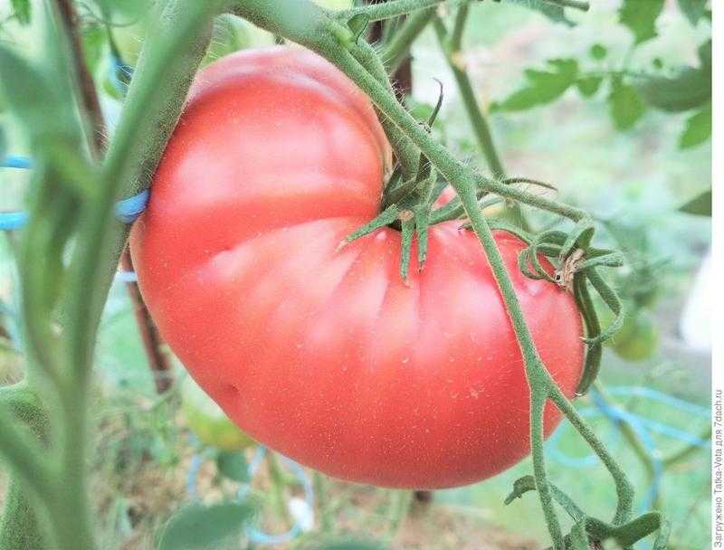 Картофелелистный томат розовый гигант — любовь с первого всхода
