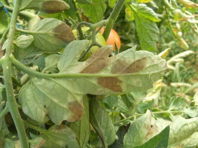 Как определить болезни на рассаде томатов в теплице: «птичий глаз», «серая гниль» и пятнистость
