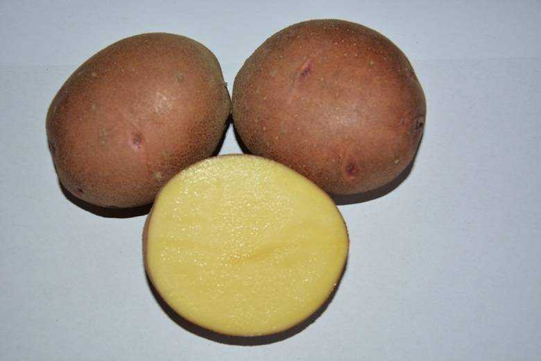 Описание и характеристики сорта картофеля ривьера
