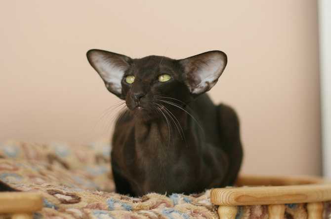 Ориентальная кошка: фото, характер, описание породы, цены