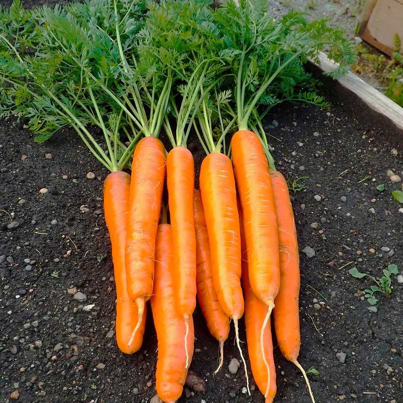 Почему морковь не сладкая и не сочная: как вырастить в открытом грунте крупную и не бледную
