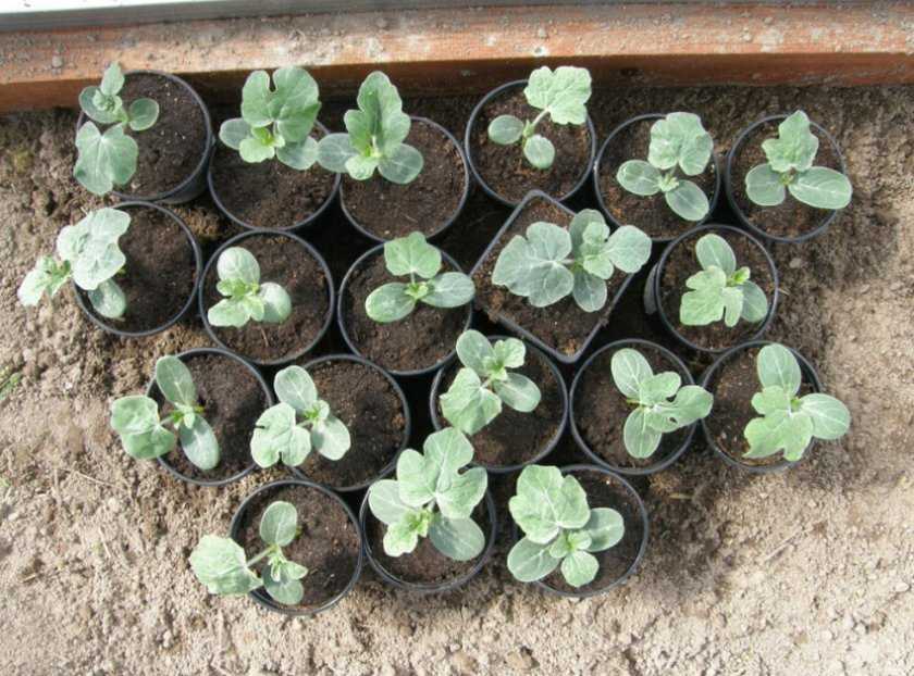 Выращивание дыни и уход за ней в открытом грунте и в домашних условиях: выбор сорта, подкормка, полив, как вырастить на шпалере