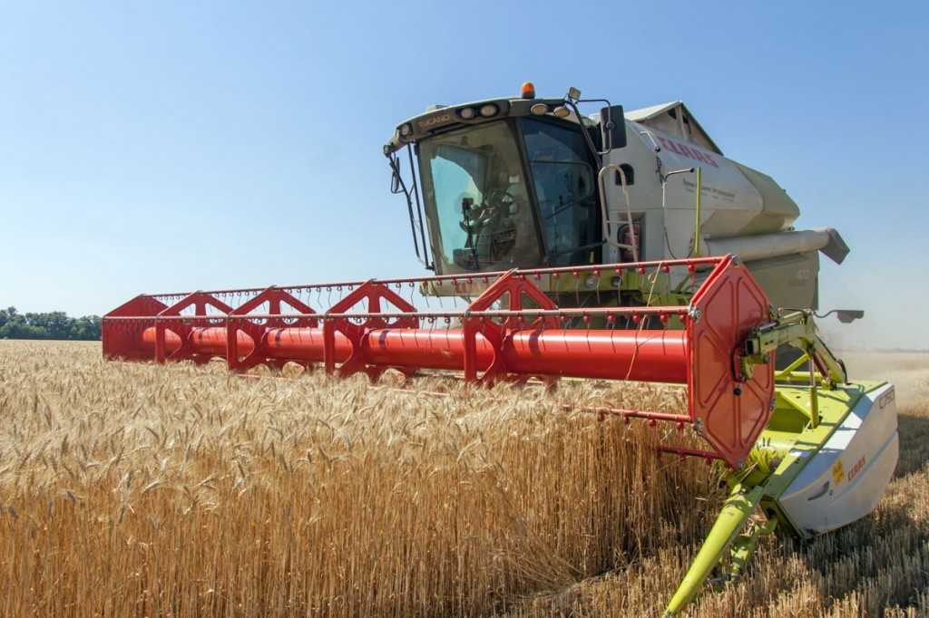 Выращивание яровой пшеницы | cельхозпортал