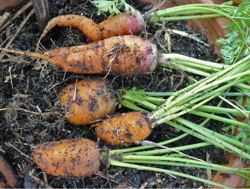 Морковь корявая и рогатая: 6 причин и как решить проблему русский фермер