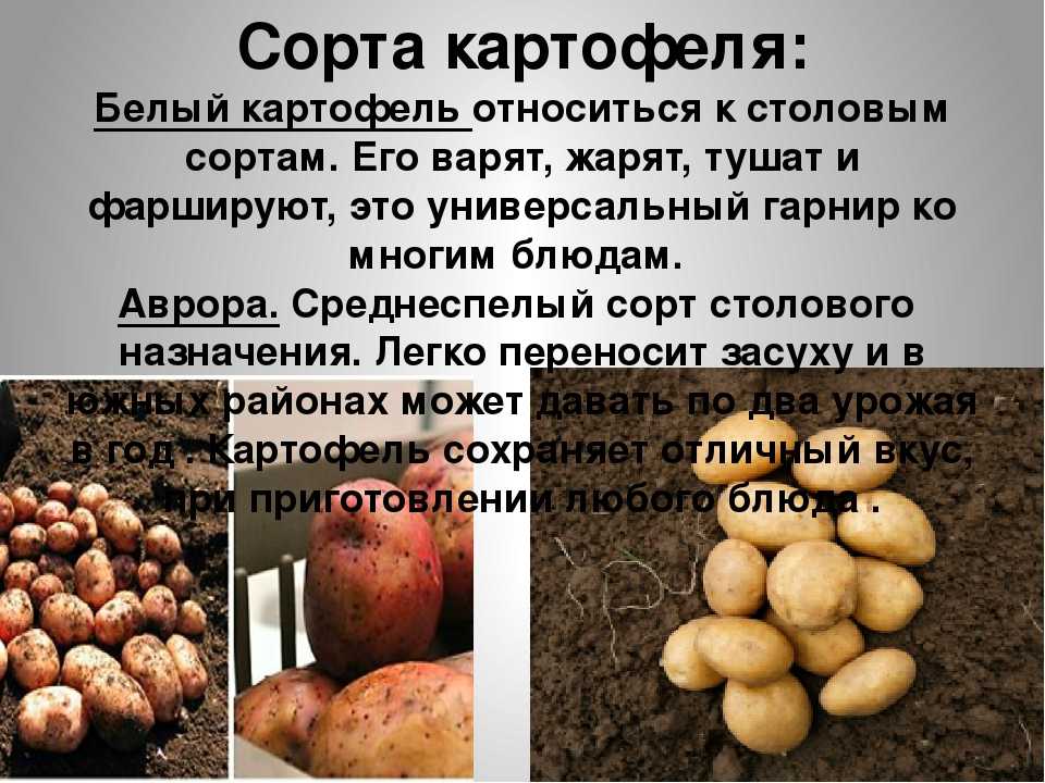 Откуда картошка в россии. Культурные растения картошка. Картофель презентация. Сорта картофеля презентация. Картошка для презентации.