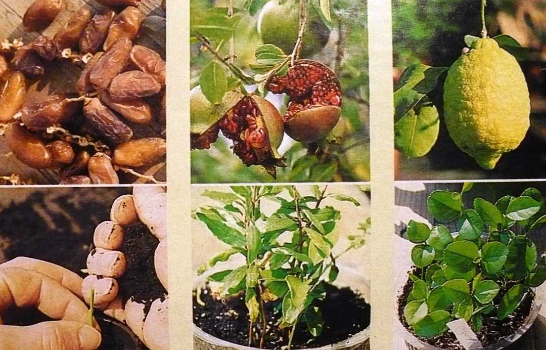 Комнатный гранат бейби: разновидности сортов фрукта, характеристика комнатного азербайджанского, выращивание карликового из семян в домашних условиях