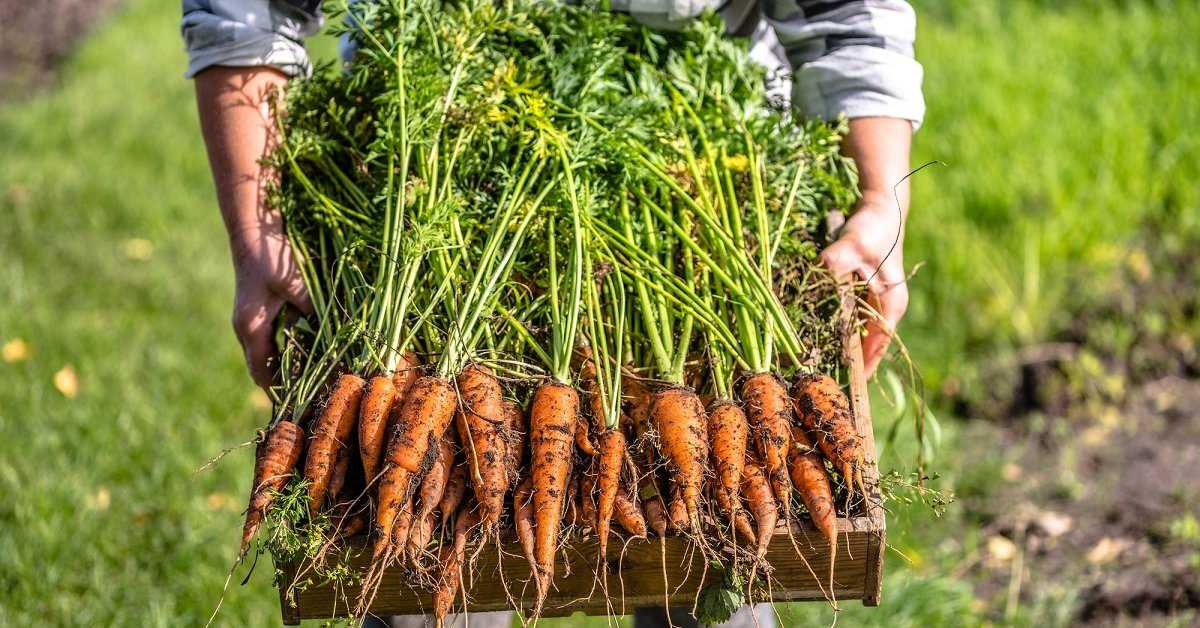 Что делать если морковь плохо растет – чем обработать для хорошего роста моркови