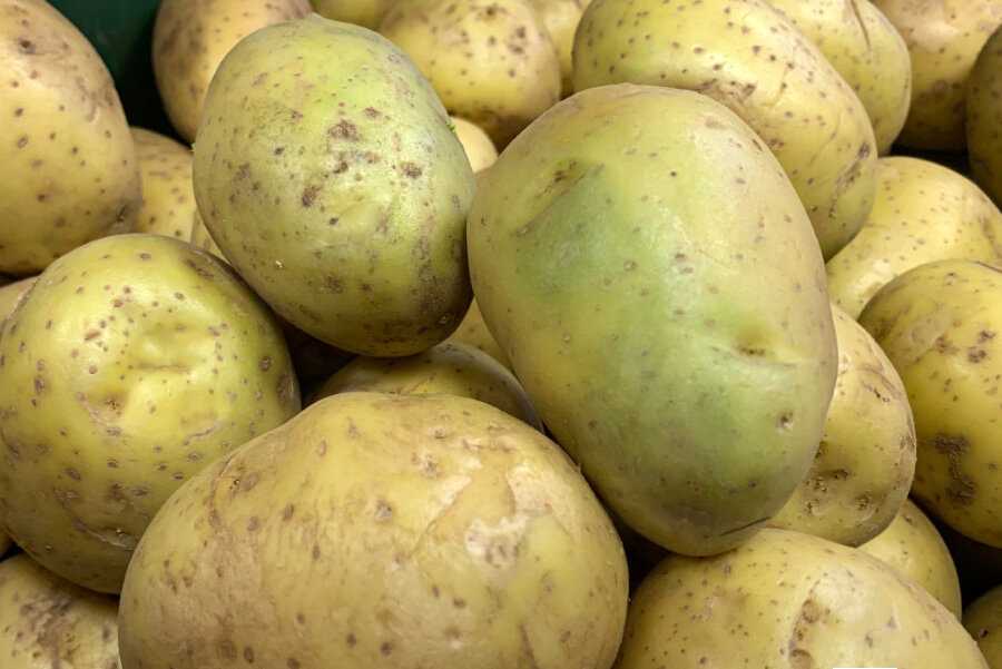 Почему картошка зеленеет: можно ли есть позеленевшую при хранении на свету, если обрезать цветную часть, чем опасно и вредно для человека употреблять в пищу,