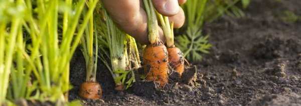 Посадка моркови под зиму: какие сорта сажать осенью? сроки подзимнего посева для раннего урожая. как правильно ее сеять для зимнего хранения?
