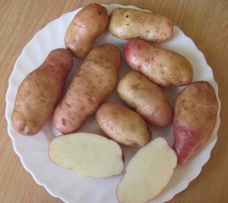 Сорт картофеля "голландка": подробное описание, характеристика видов и фото русский фермер