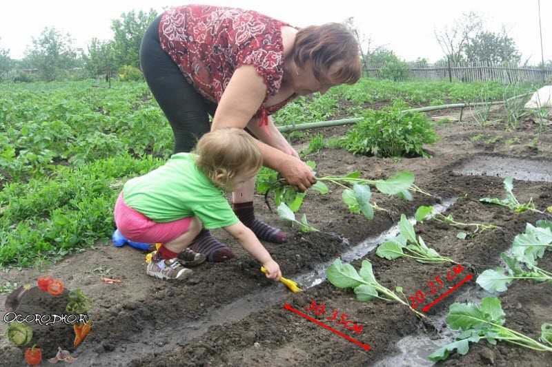 Инструкция: посадка капусты в открытый грунт рассадой